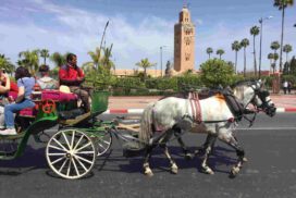 Divertenti attività - Marrakech in Calesse. Richiedi la visita di Marrakech in Calesse, accompagnati dalla guida turistica, che vi darà nozioni sulla città e...